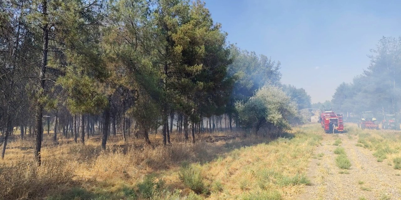 Dicle Üniversitesi yerleşkesinde örtü yangını