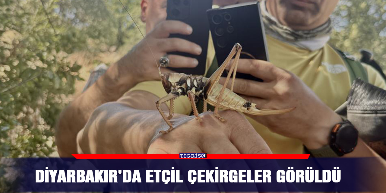 Diyarbakır’da etçil çekirgeler görüldü