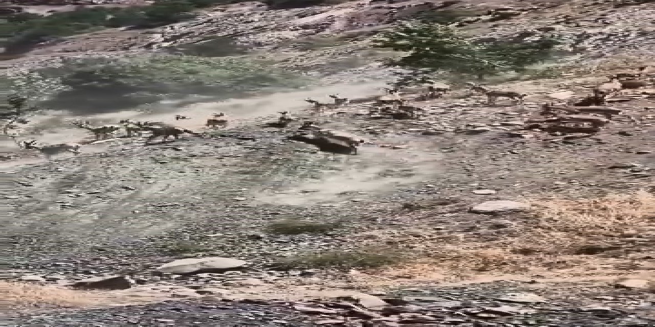 Elazığ'da dağ keçileri görüldü