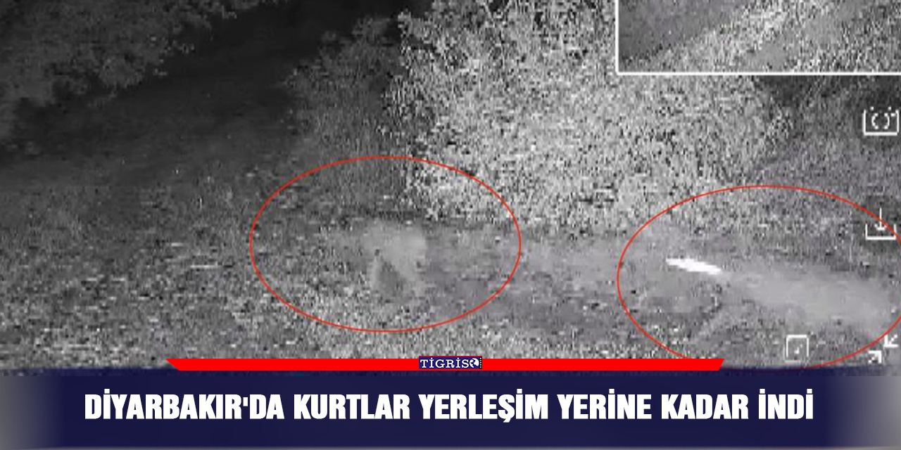 Diyarbakır'da kurtlar yerleşim yerine kadar indi