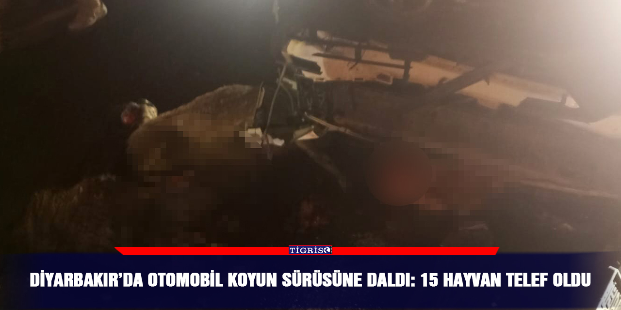 Diyarbakır’da otomobil koyun sürüsüne daldı: 15 hayvan telef oldu