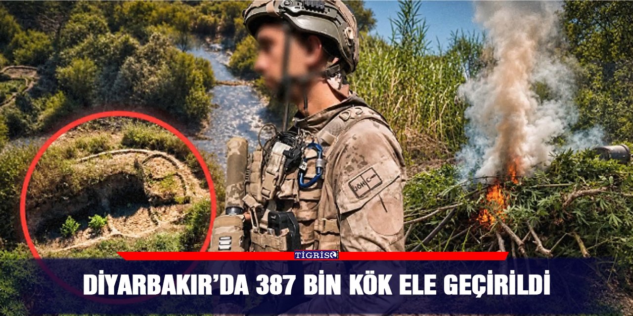 Diyarbakır’da 387 bin kök ele geçirildi