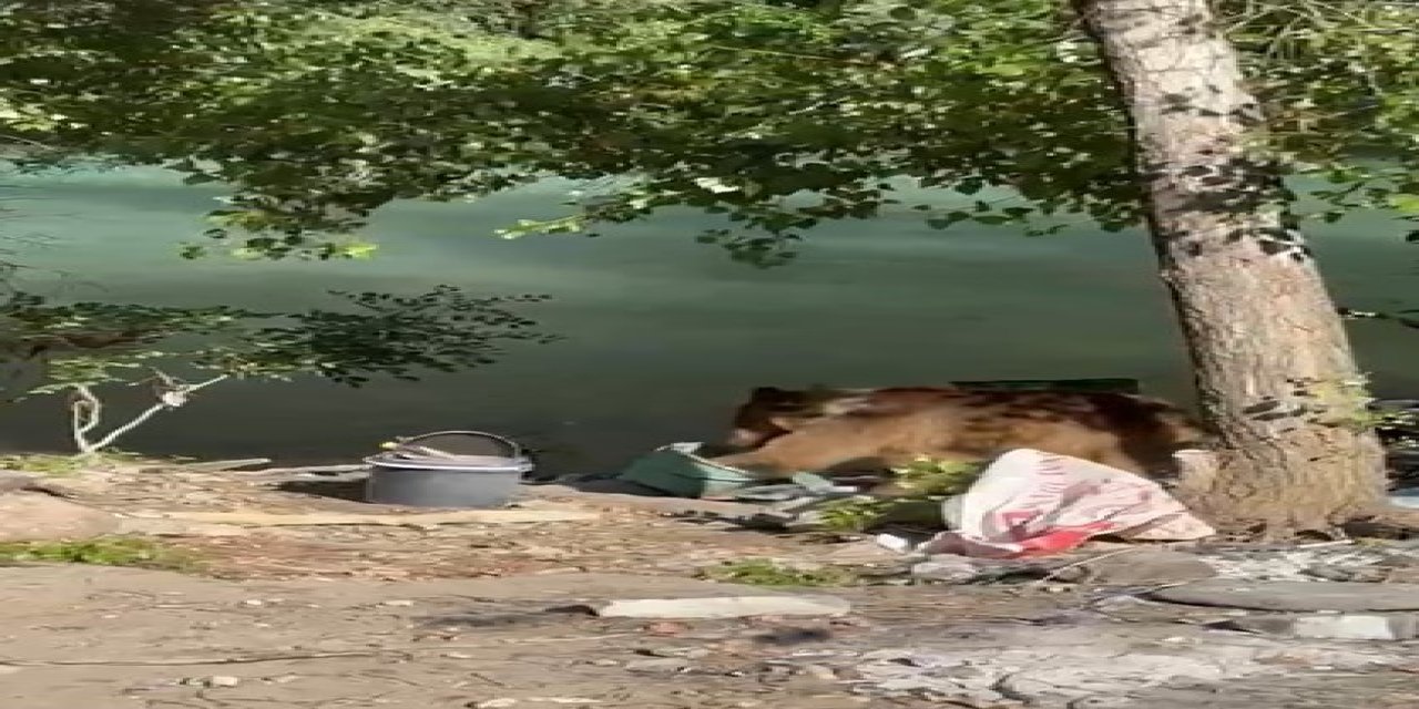 Bozayı piknikçilerin sofrasına misafir oldu