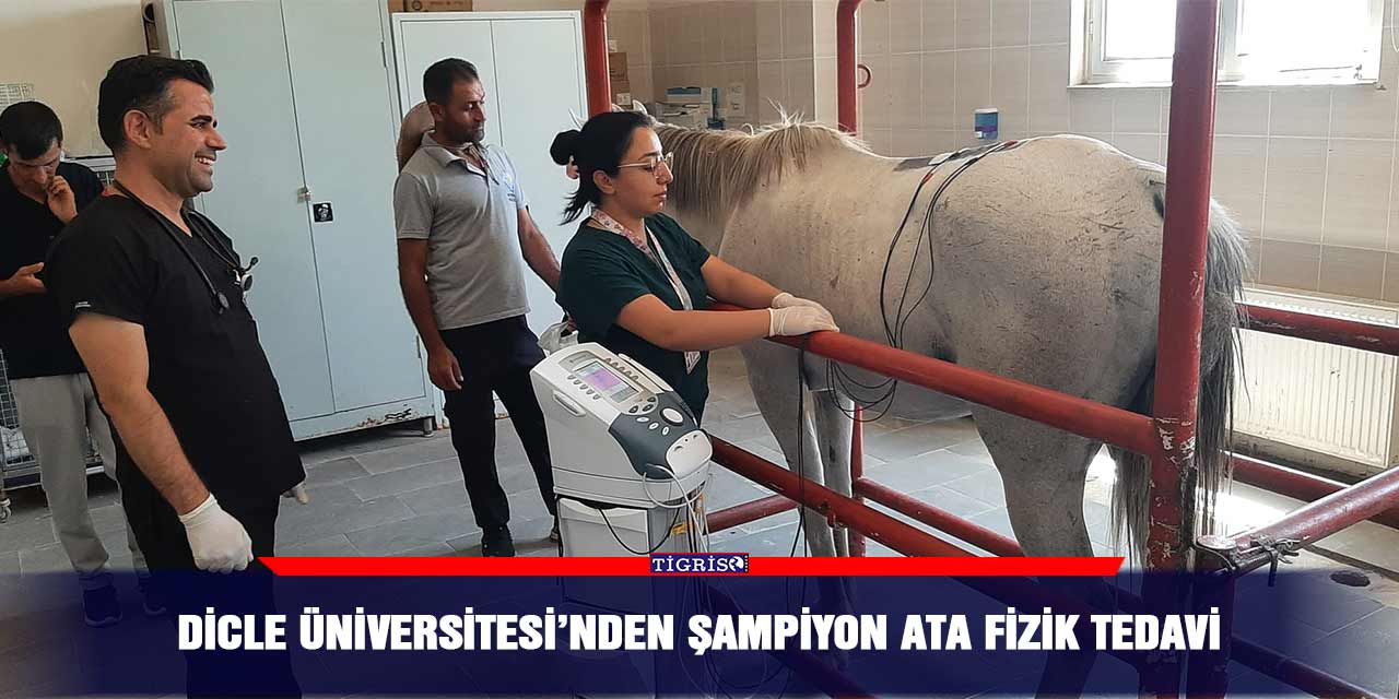 Dicle Üniversitesi’nden şampiyon ata fizik tedavi