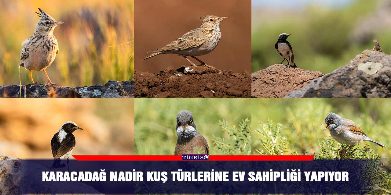 Karacadağ nadir kuş türlerine ev sahipliği yapıyor