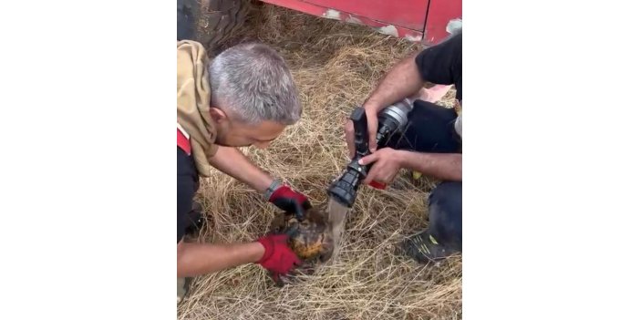 Alevler arasında kalan kaplumbağaya itfaiye ekibinden müdahale
