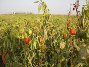 Sınırdaki saldırılar tarladaki mahsulü de vurdu