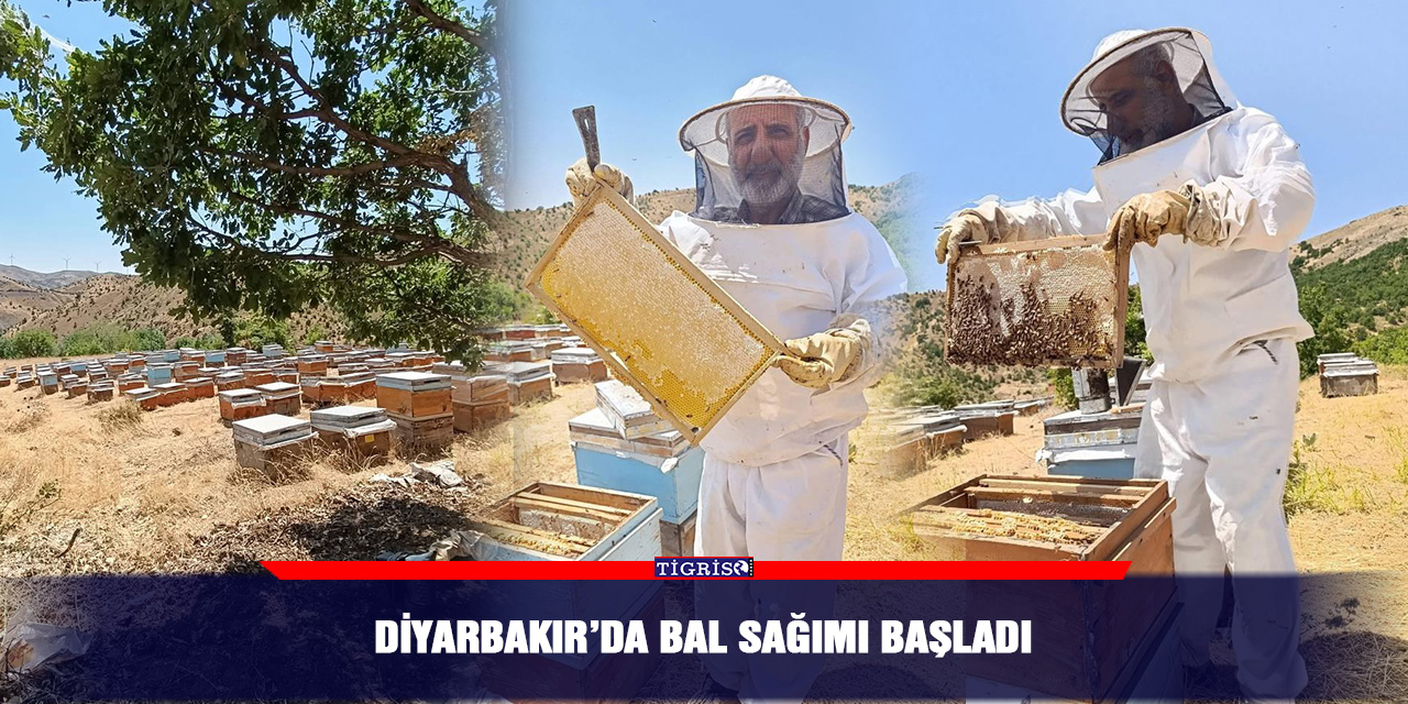 Diyarbakır’da bal sağımı başladı