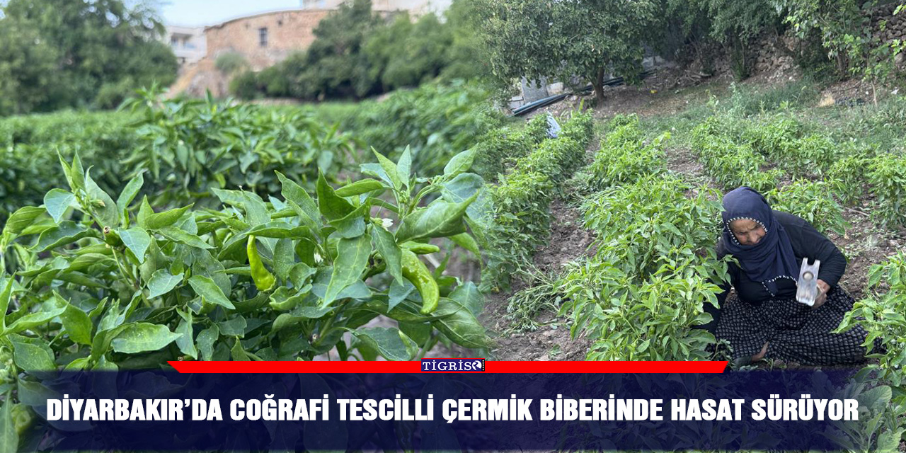 Diyarbakır’da coğrafi tescilli çermik biberinde hasat sürüyor