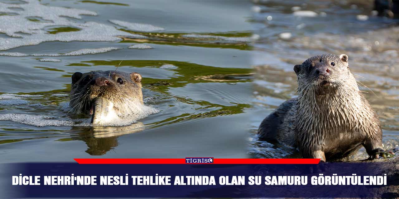 Dicle Nehri'nde nesli tehlike altında olan su samuru görüntülendi