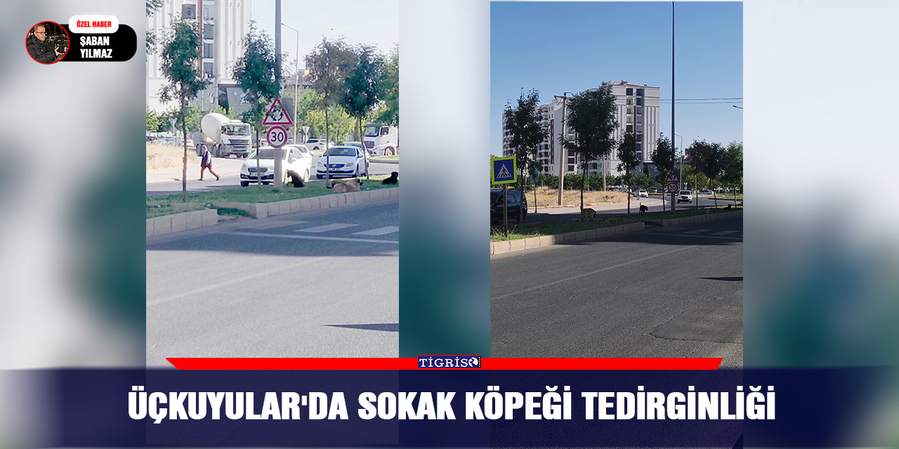 Üçkuyular'da sokak köpeği tedirginliği