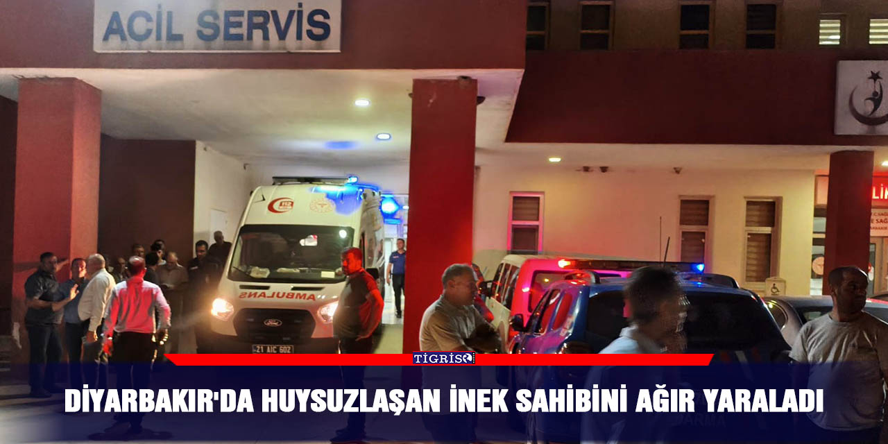 Diyarbakır'da huysuzlaşan inek sahibini ağır yaraladı