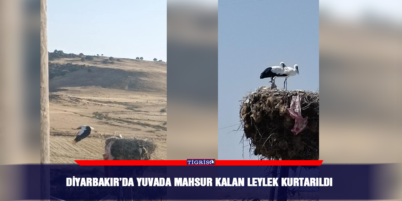 Diyarbakır’da yuvada mahsur kalan leylek kurtarıldı