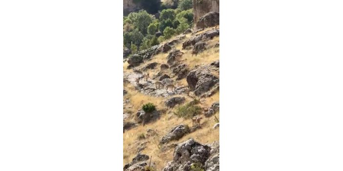 Diyarbakır'da sürü halinde gezen dağ keçileri görüntülendi