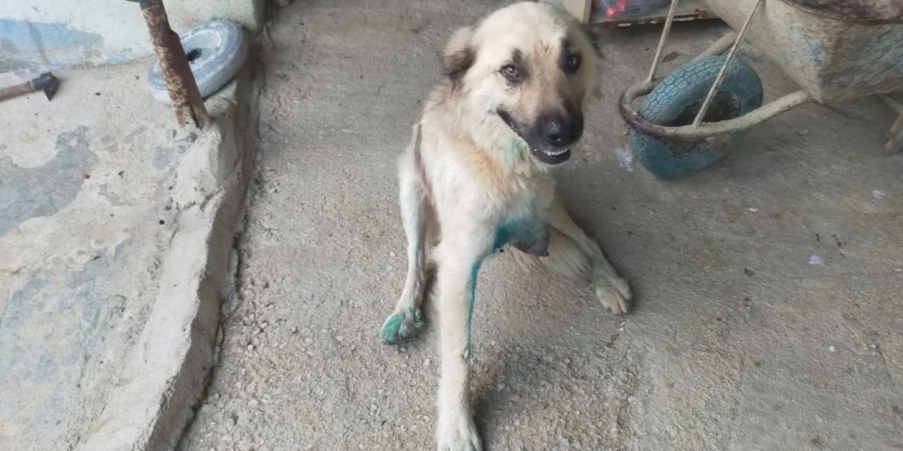 Çoban köpeğini tüfekle vurup sakat bıraktılar