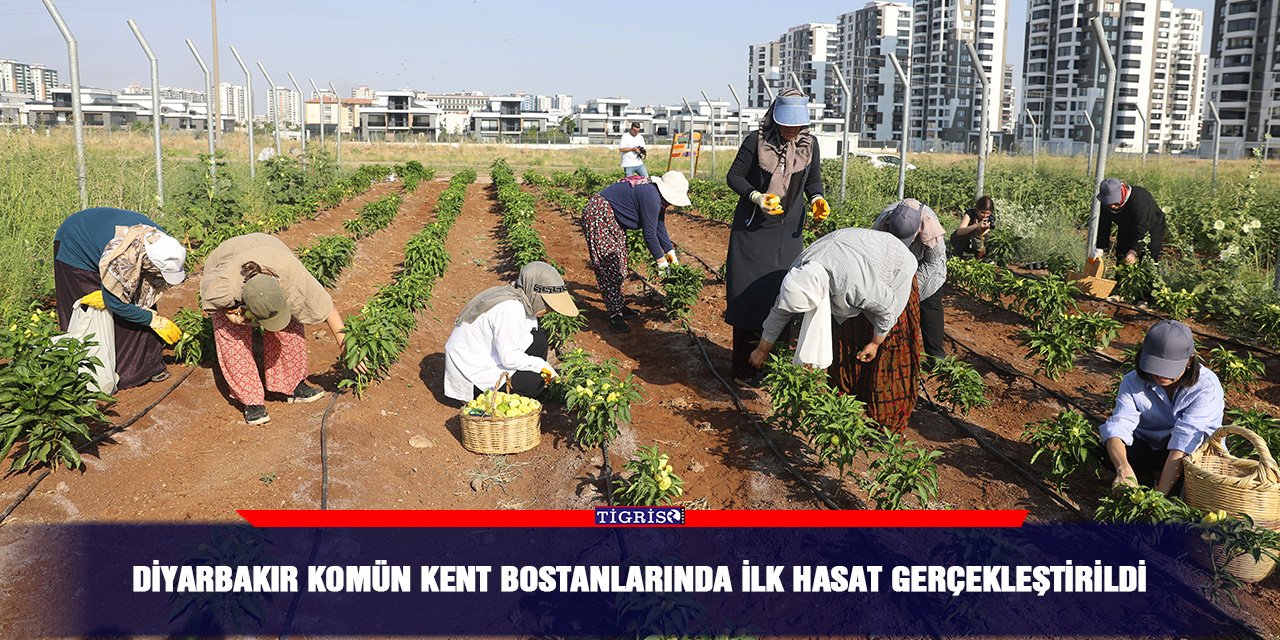 Diyarbakır Komün Kent Bostanlarında ilk hasat gerçekleştirildi