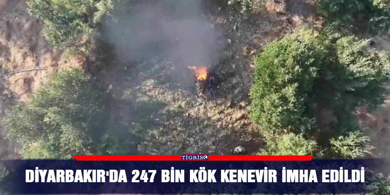 Diyarbakır'da 247 bin kök kenevir imha edildi