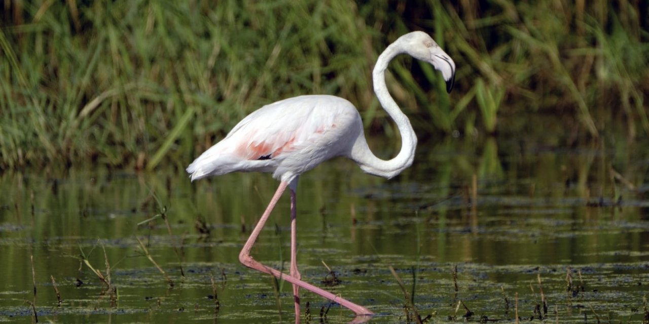 Diyarbakır’ın Kabaklı göletinde flamingo sürprizi!