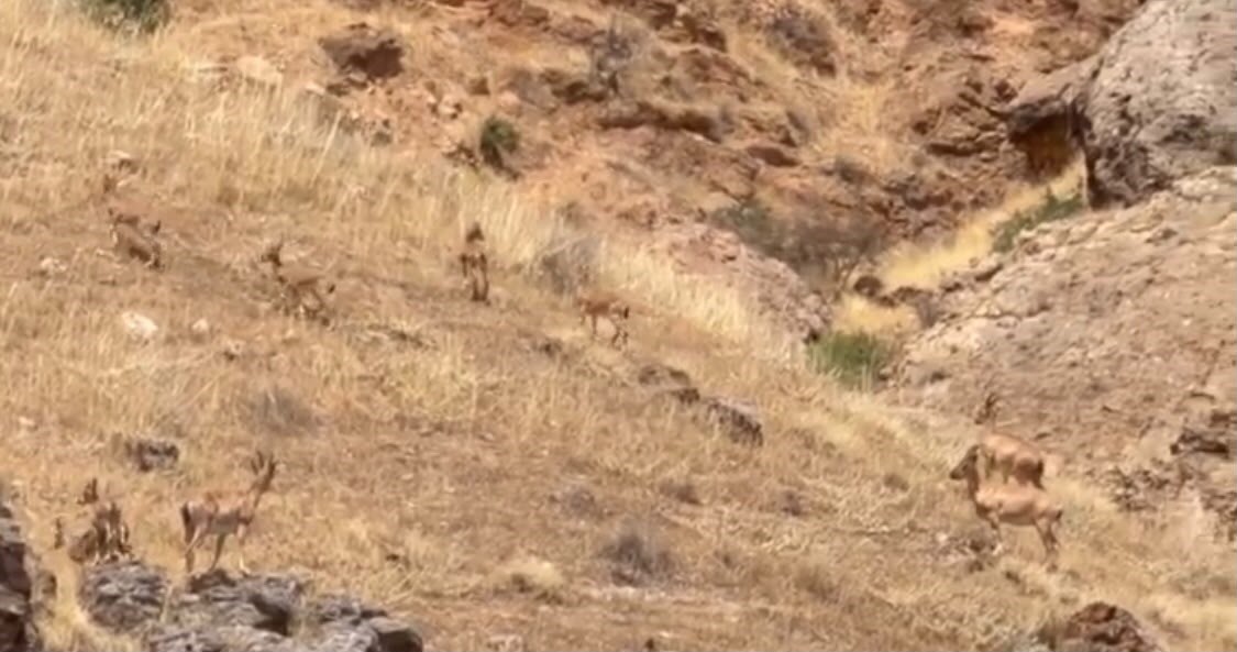 Koruma altındaki yaban keçileri sürü halinde görüntülendi