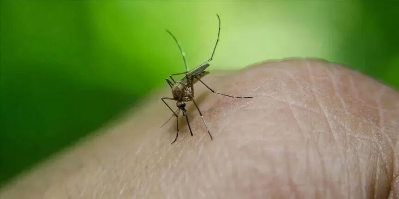 Avrupa'da bu yıl 12 ülkede 625 Batı Nil virüsü vakası