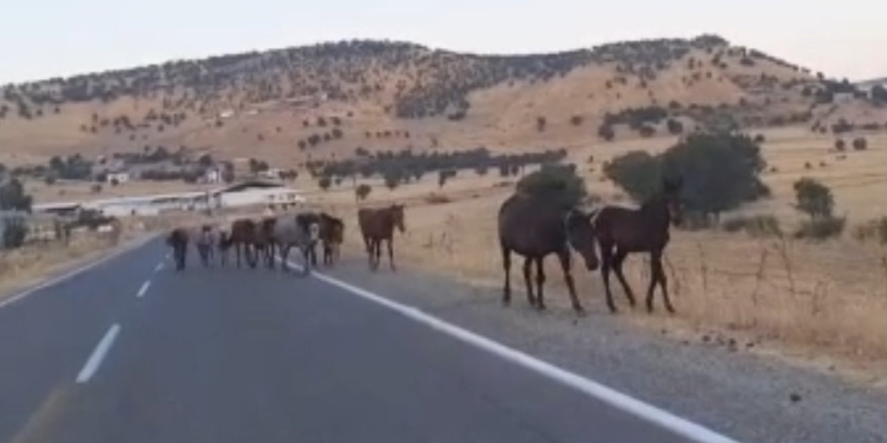 Diyarbakır’da yaban atları yola indi