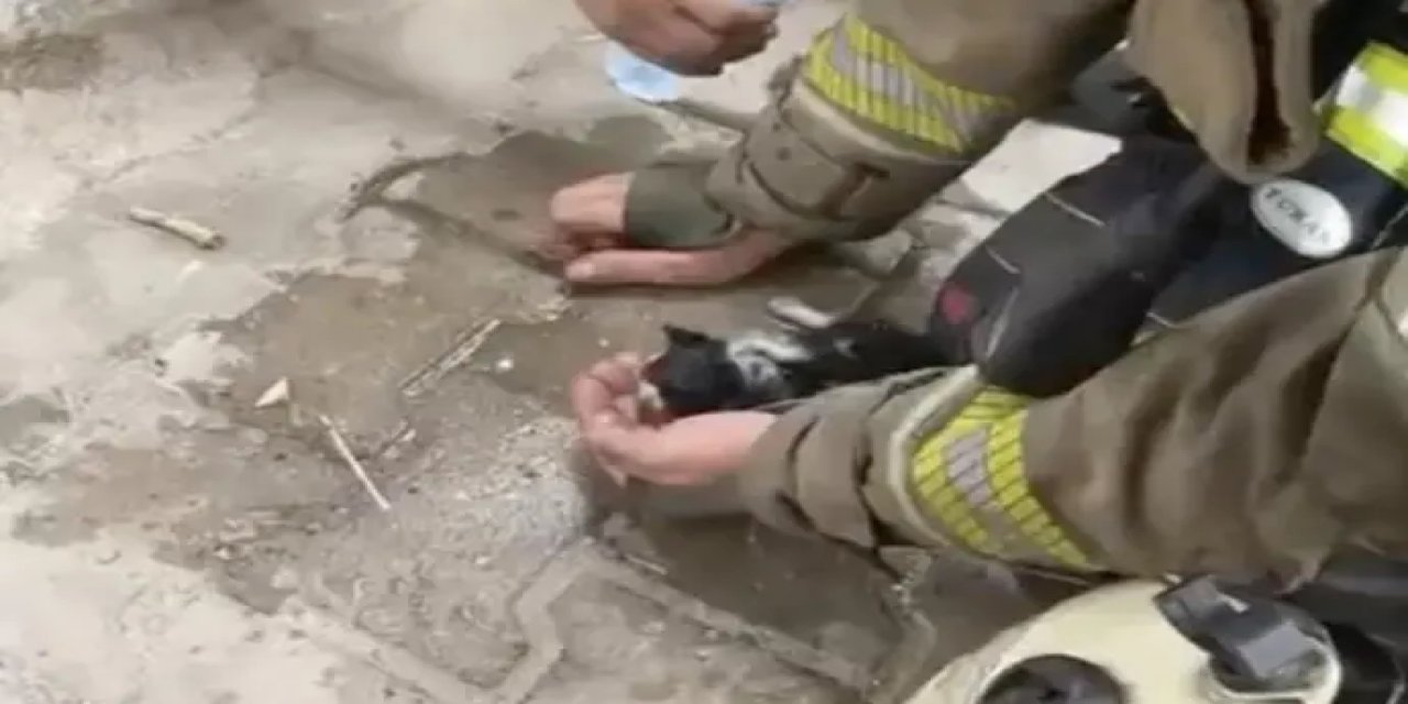 Yangında su ve oksijen verilen yavru kedi hayata döndürüldü