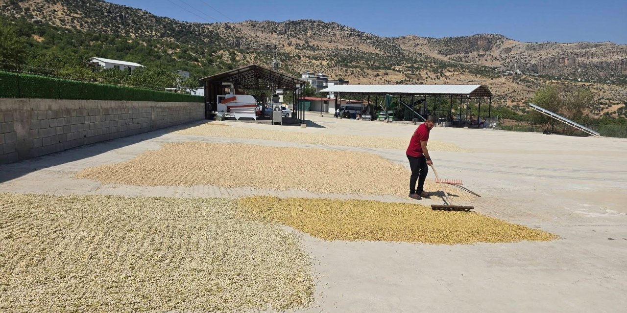Diyarbakır'da fıstık hasadı başladı