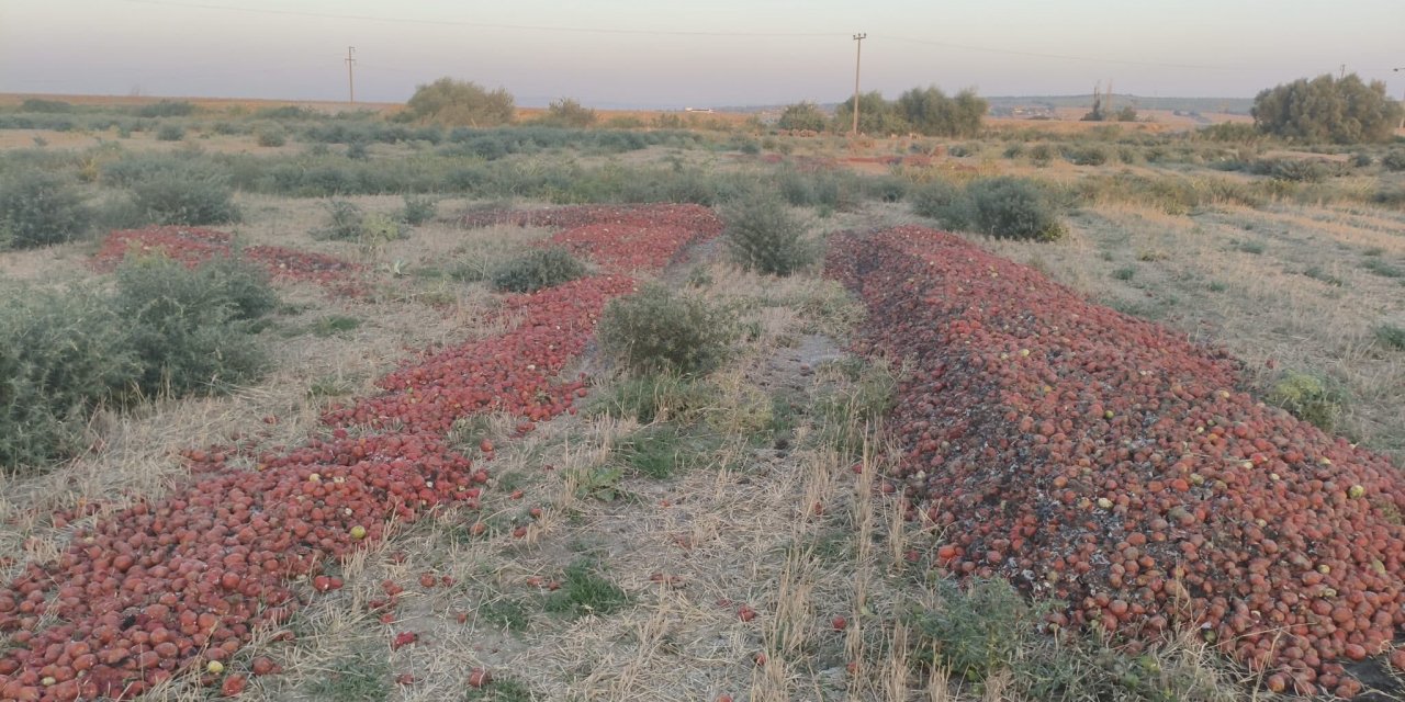 Ticaret Bakanlığı'ndan meraya dökülen domateslere ilişkin açıklama