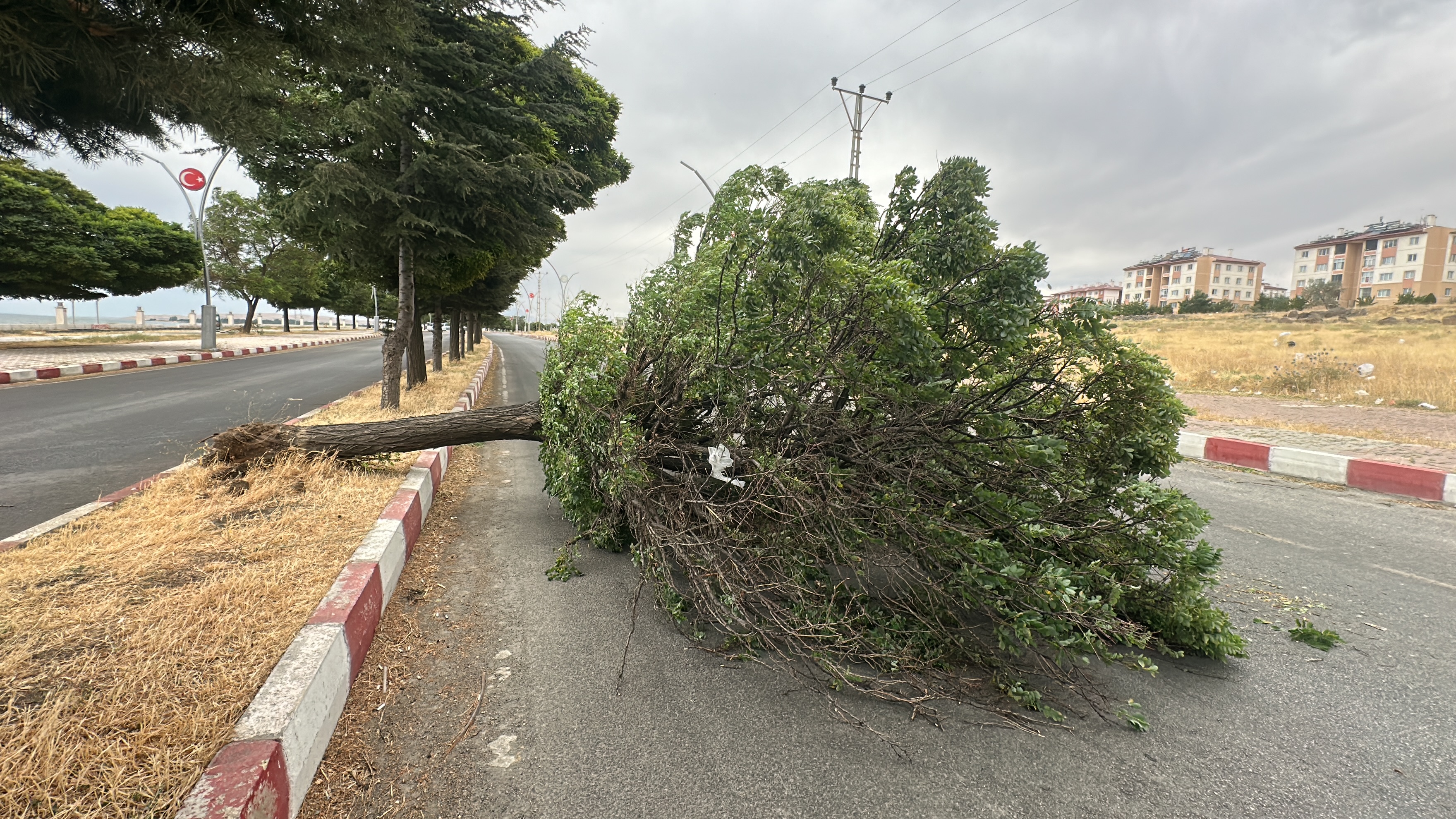 Van'da şiddetli rüzgar ağaçları devirdi