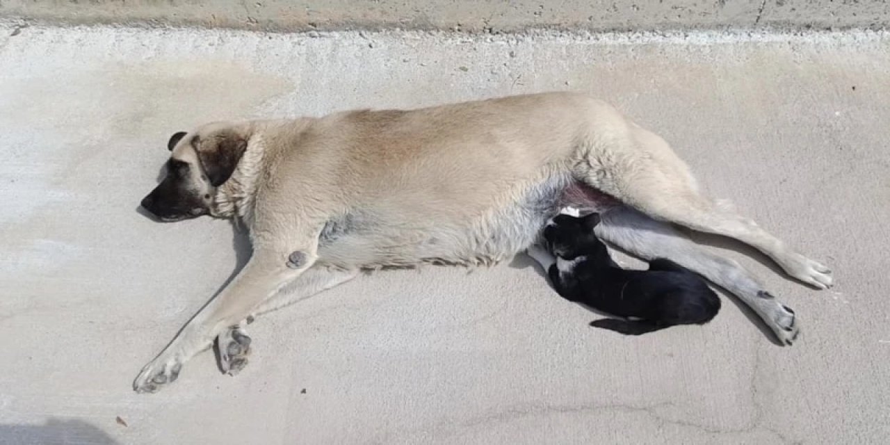 Köpeği annesi sanan kedi