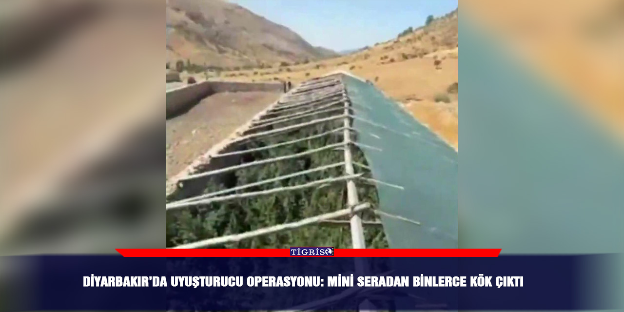 Diyarbakır’da uyuşturucu operasyonu: Mini seradan binlerce kök çıktı