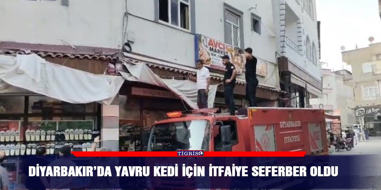 Diyarbakır’da yavru kedi için itfaiye seferber oldu