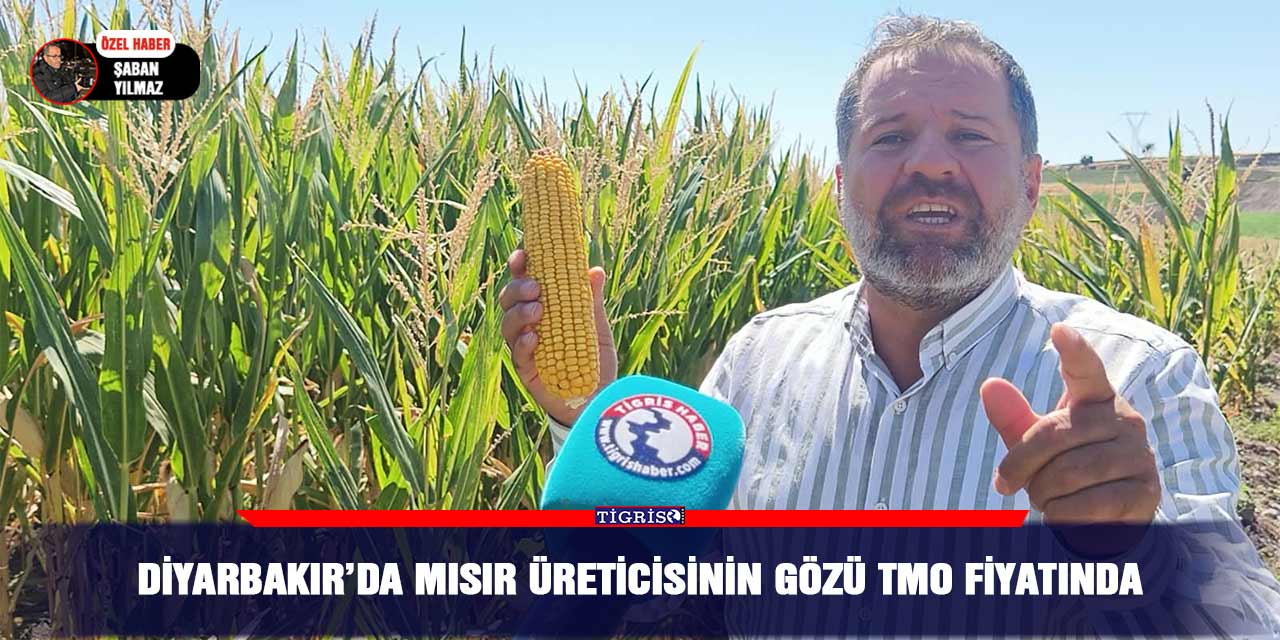 Diyarbakır’da mısır üreticisinin gözü TMO fiyatında