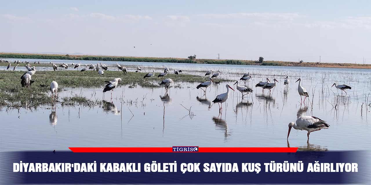 Diyarbakır'daki Kabaklı Göleti çok sayıda kuş türünü ağırlıyor