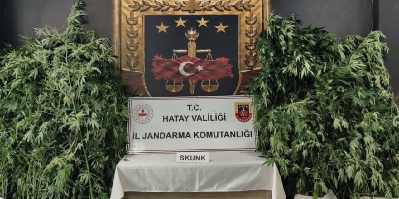 Jandarmadan uyuşturucu operasyonu: 371 kök kenevir ele geçirildi