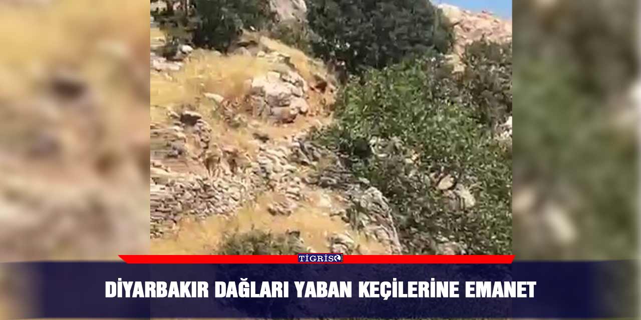 Diyarbakır dağları yaban keçilerine emanet