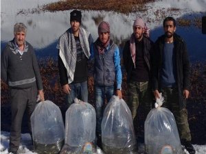 Hakkari’de iki ayrı gölete aynalı ve pullu sazan bırakıldı