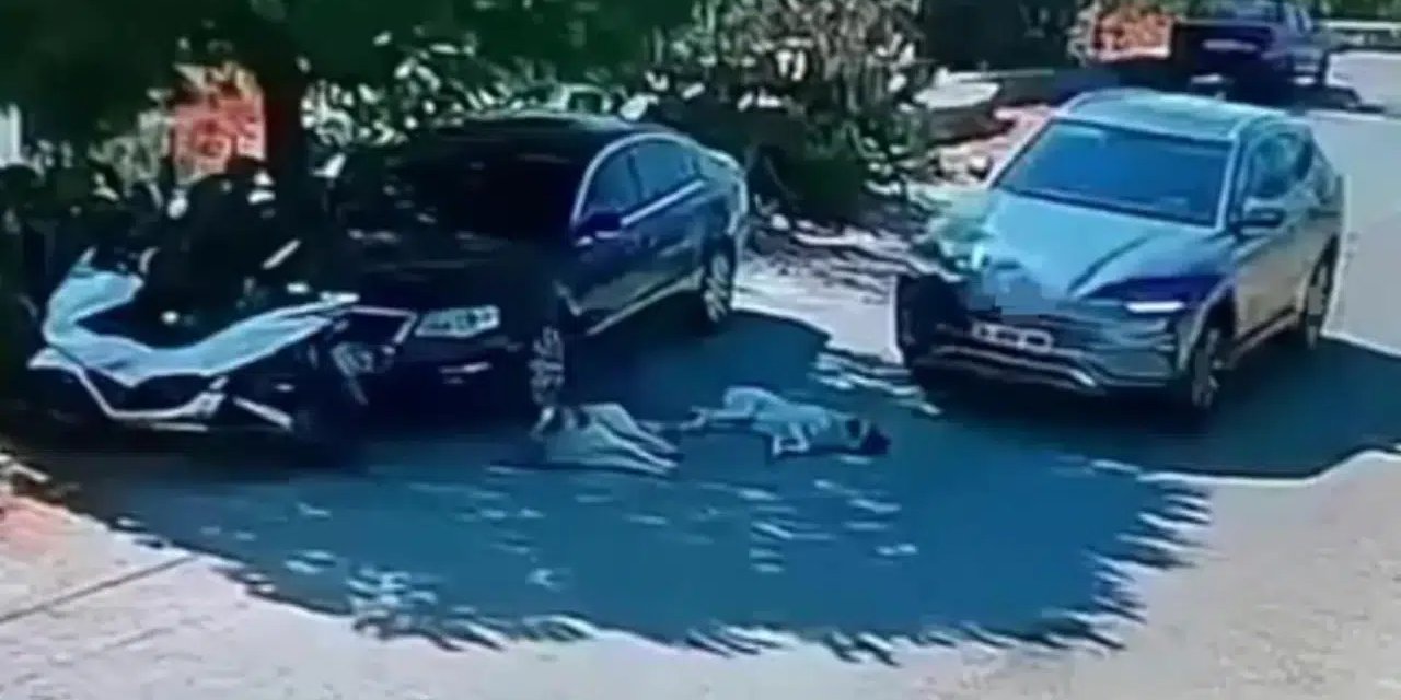 Otomobiliyle köpeklerin üzerinden geçti