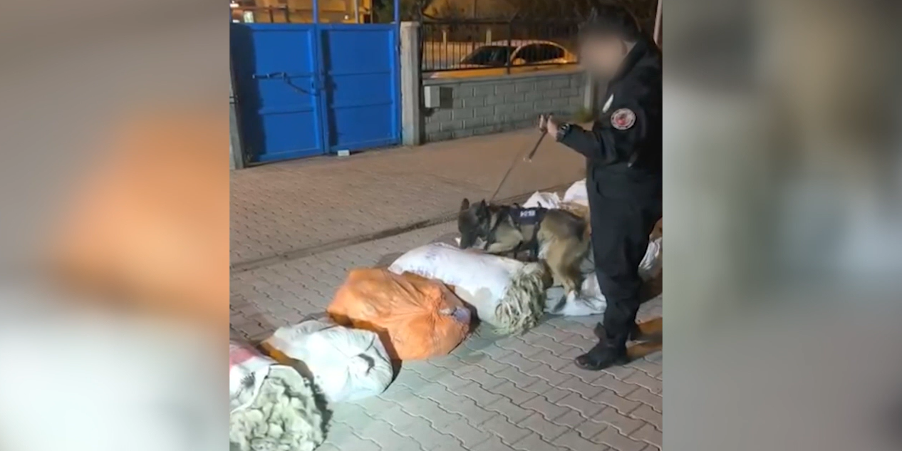 Koyun yünleri içine gizlenmiş 37 kilo esrar ele geçirildi