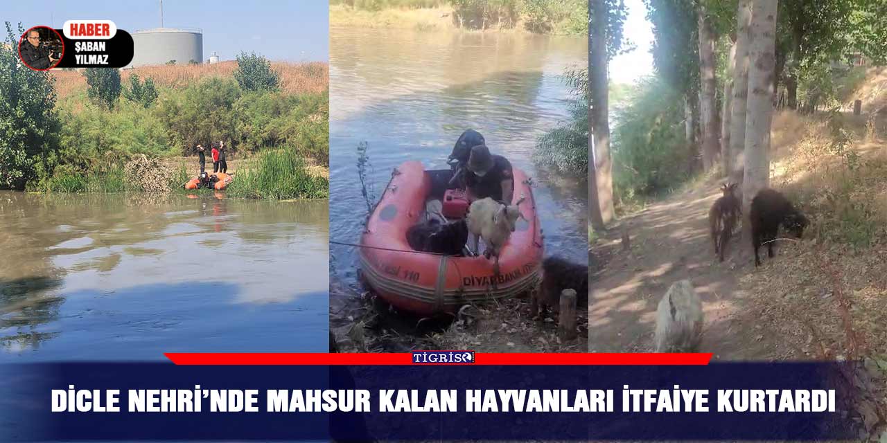 Dicle Nehri’nde mahsur kalan hayvanları itfaiye kurtardı