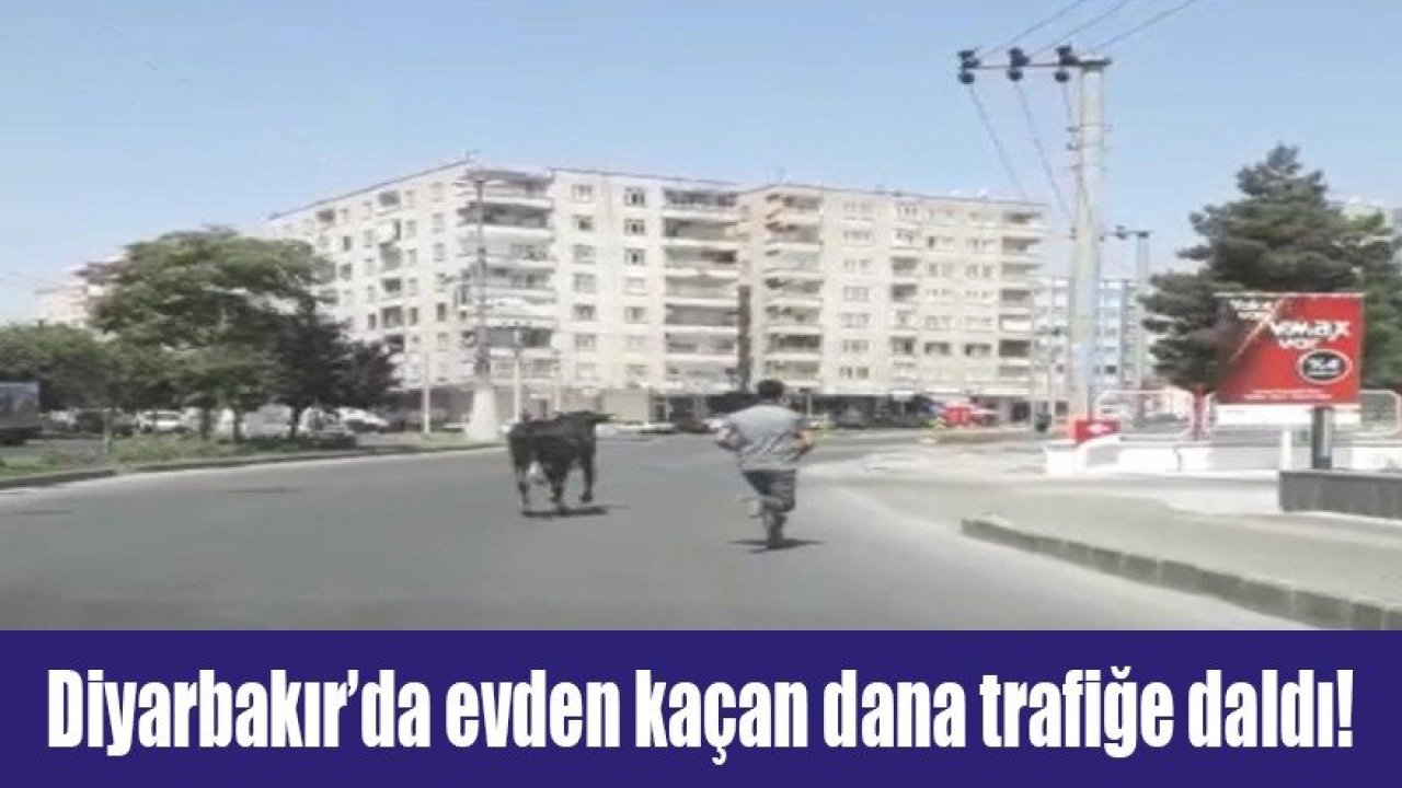 Diyarbakır’da evden kaçan dana trafiğe daldı!