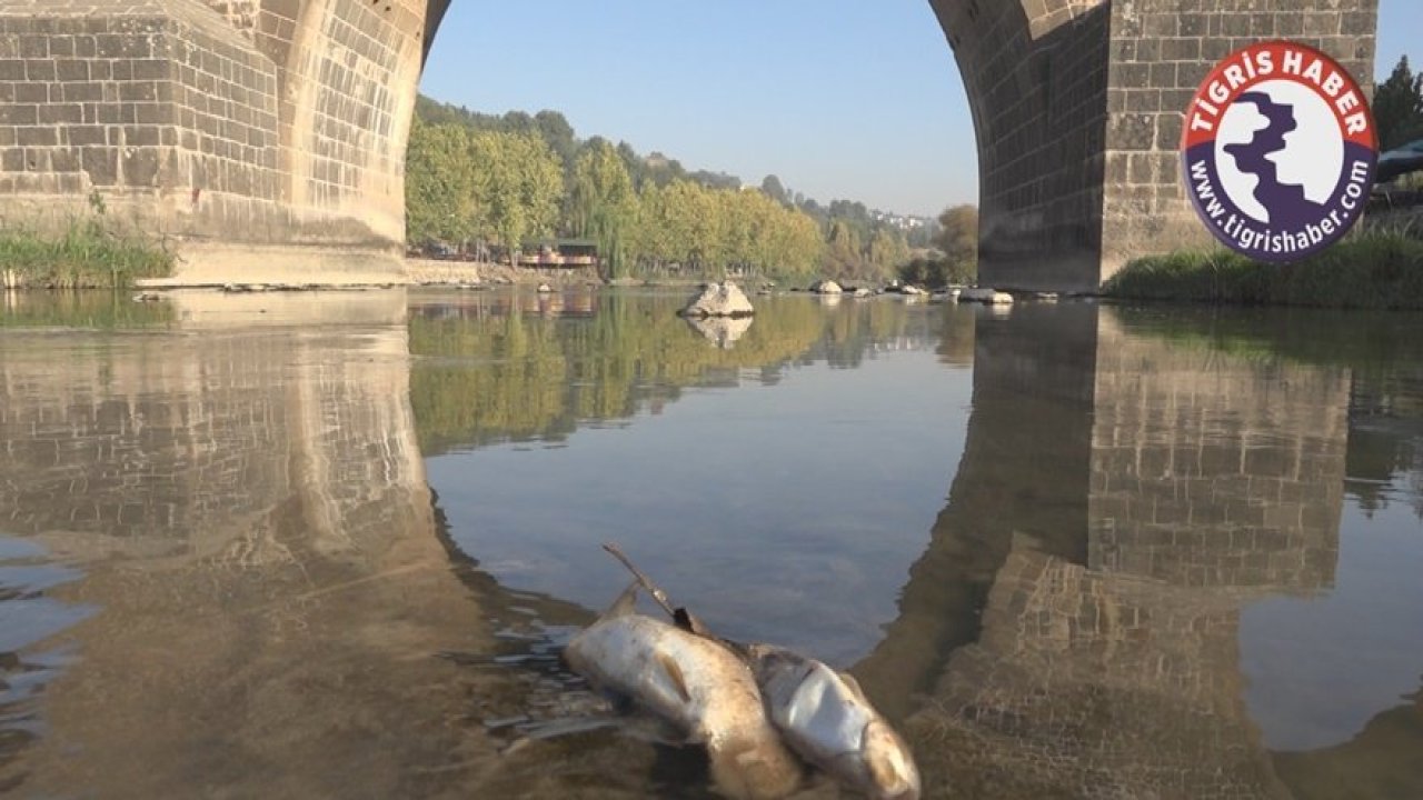 Dicle Nehri'nde balık katliamı!
