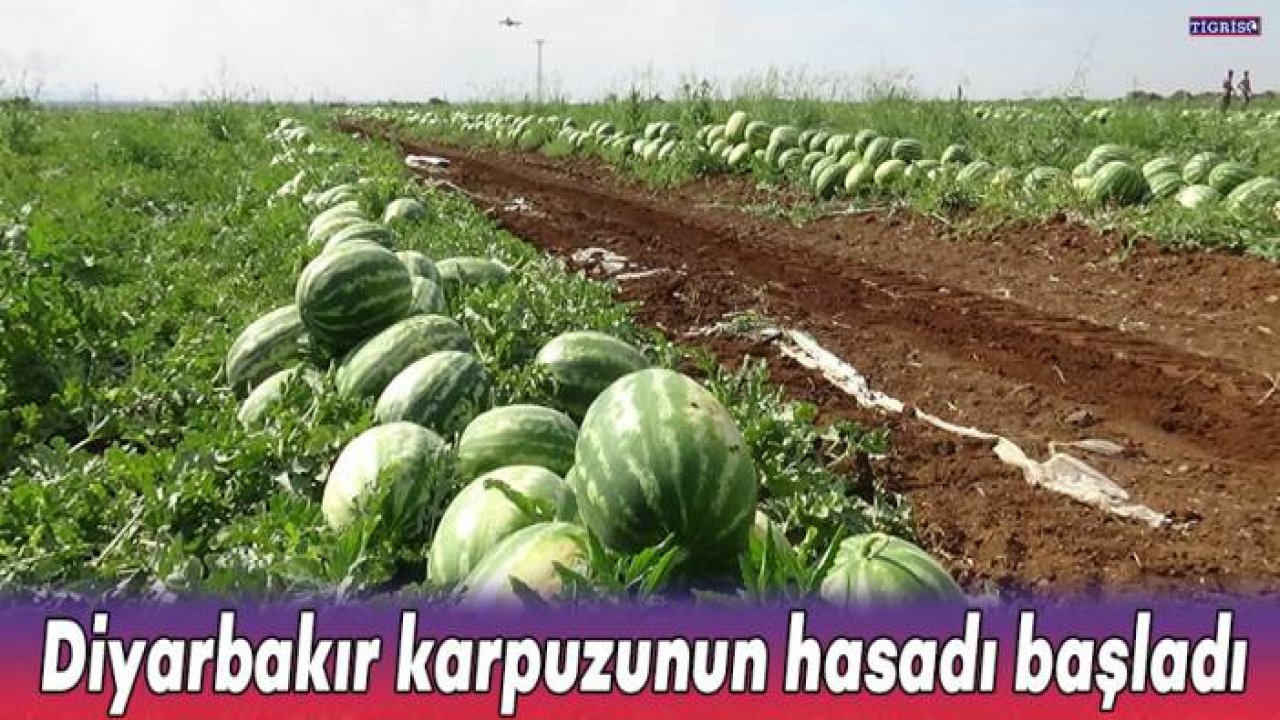 Diyarbakır karpuzunun hasadı başladı