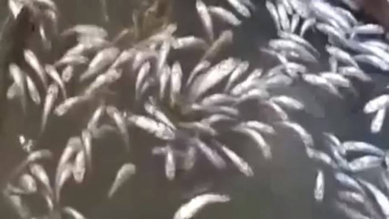 Diyarbakır’da binlerce balık telef oldu