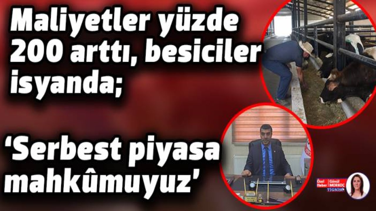 Maliyetler yüzde 200 arttı, besiciler isyanda