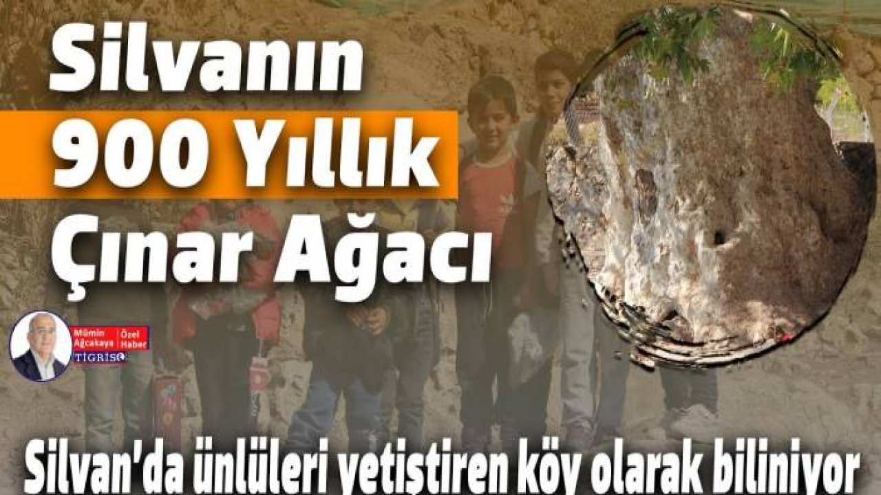 Silvanın 900 Yıllık Çınar Ağacı