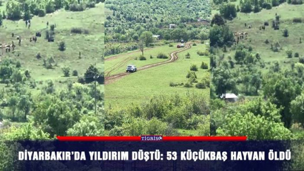 Diyarbakır’da yıldırım düştü: 53 küçükbaş hayvan öldü