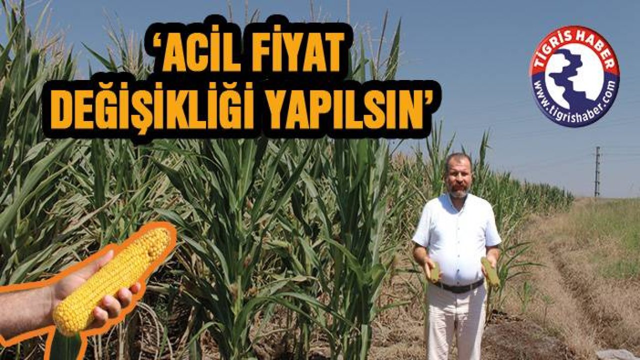 Açıklanan Mısır fiyatları çiftçiyi isyan noktasına getirdi