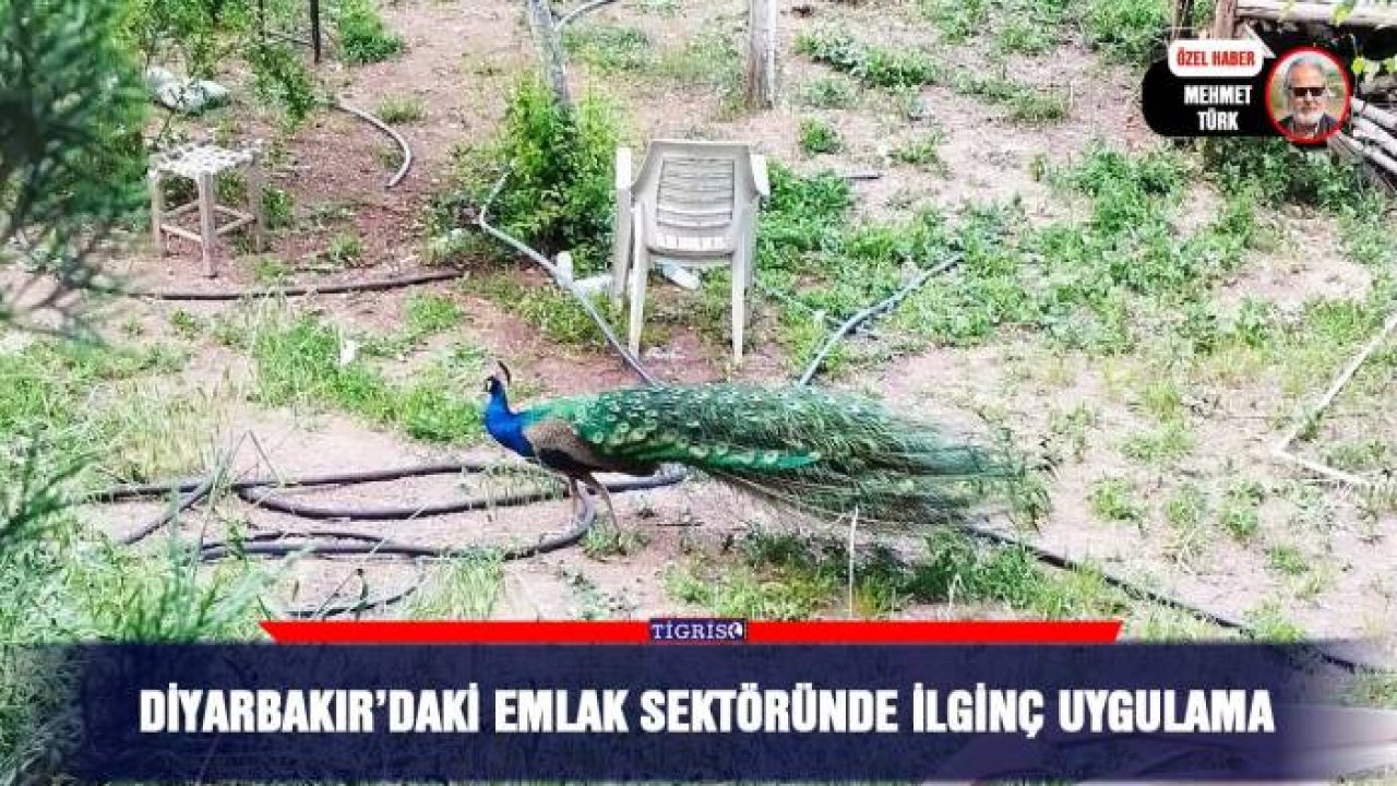 Hevsel Bahçeleri'nde Sultan kuşu