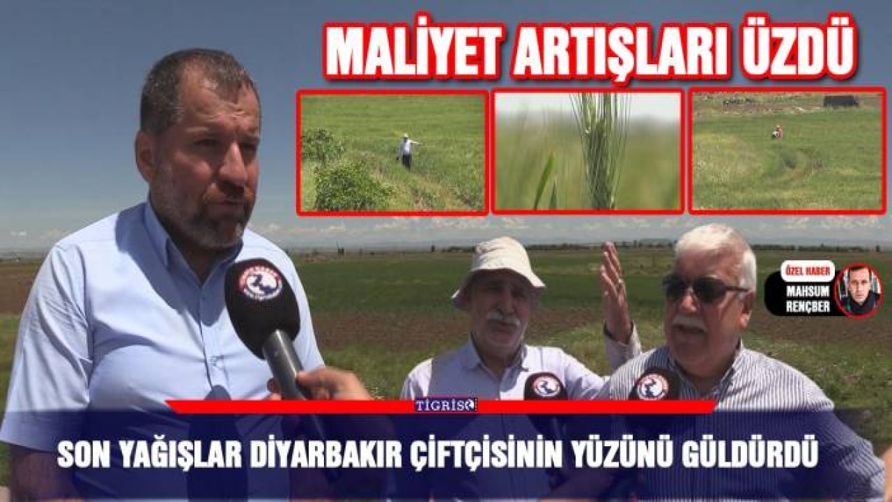 Son yağışlar Diyarbakır çiftçisinin yüzünü güldürdü